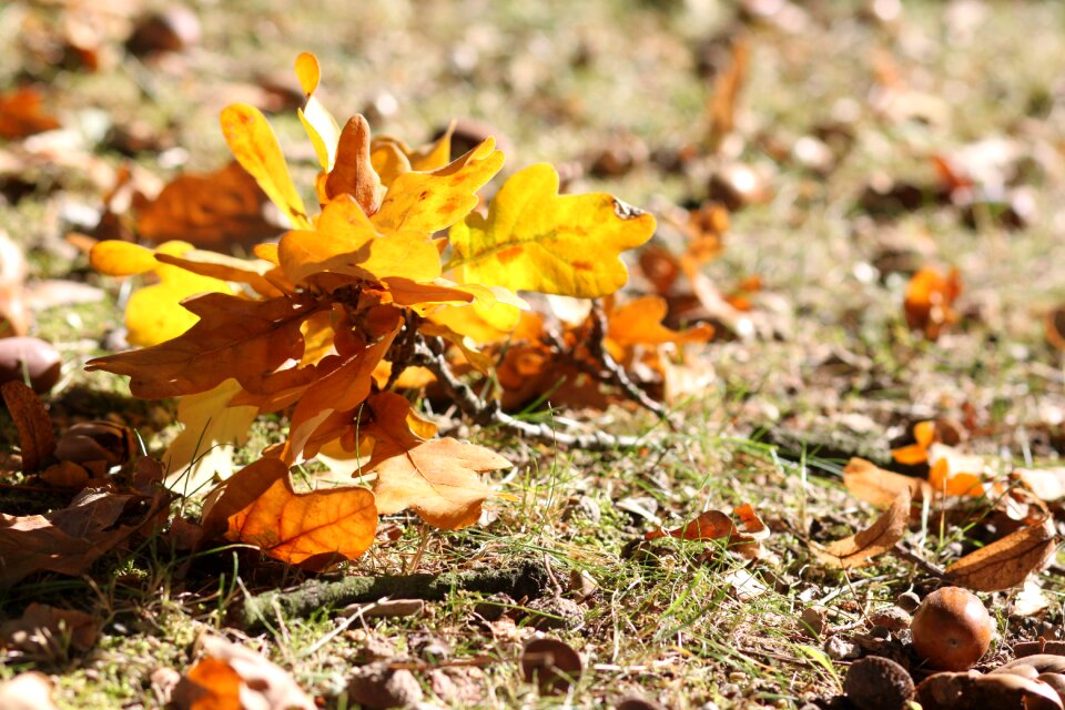 Acorns colorful nature