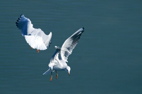 Flying fight acrobatic