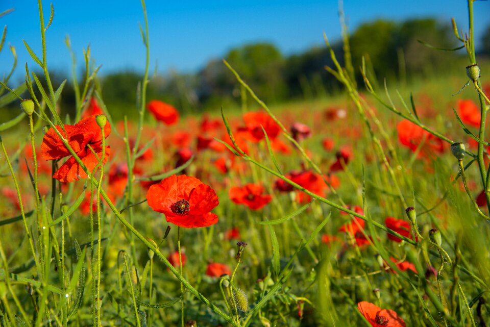 Red flower landscape