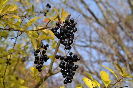 In the fall fruit fresh
