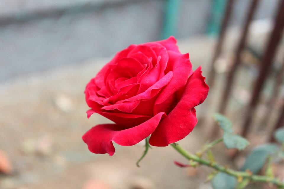 Flower red roses love
