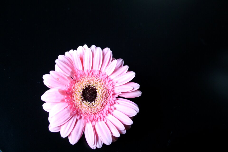 Bloom spring romance