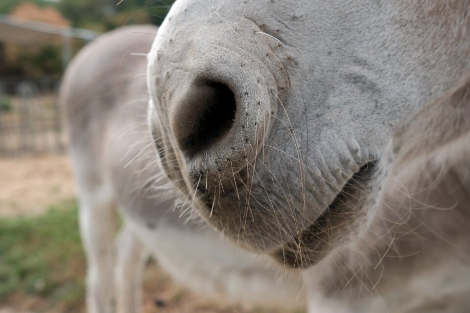 Detailed head donkey