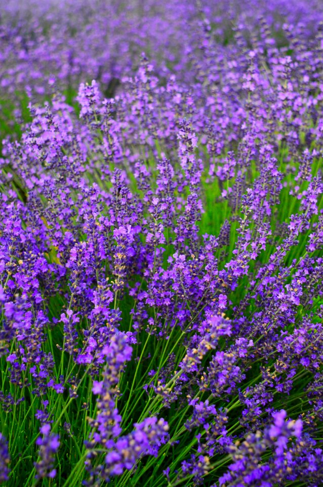 Flower mood lavender flowers