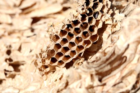 Wasp-combs nest building honeycomb structure