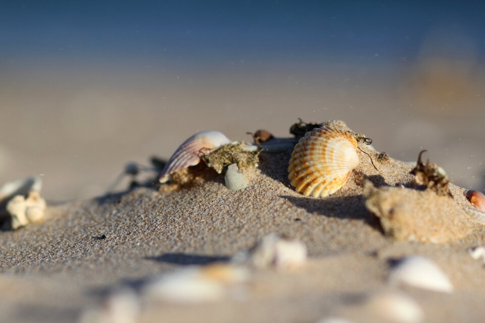 Ocean water seashell
