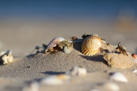 Ocean water seashell