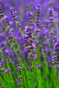 Flower mood lavender flowers photo