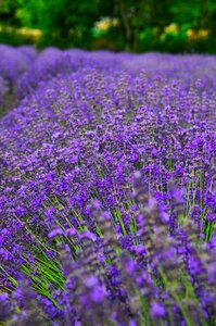 Flower mood lavender flowers