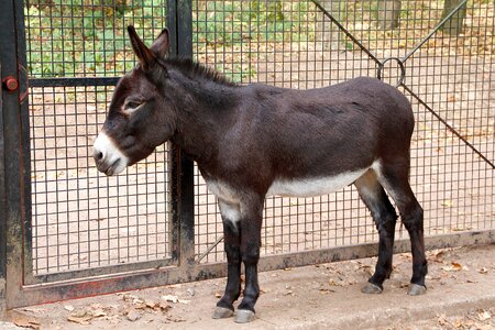 Donkey beast of burden black