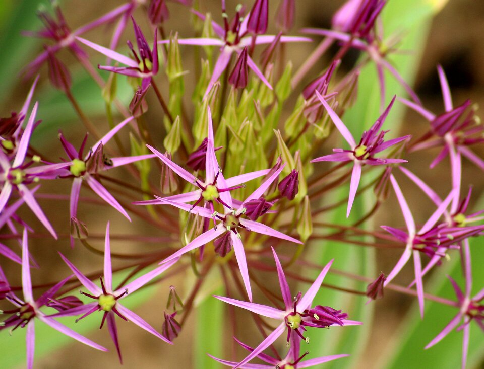 Dashing garlic plant