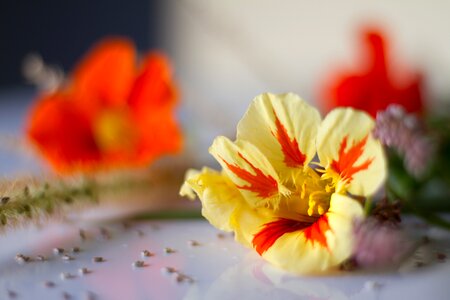 Wild flower meadow nature tender photo