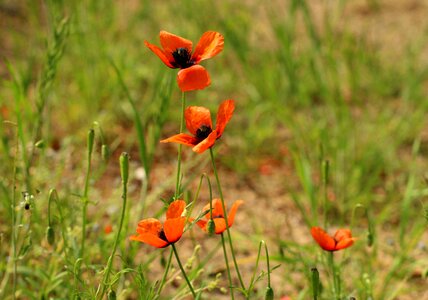 Poppy field poppy flower plant photo