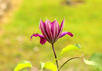 Purple flower spring plant