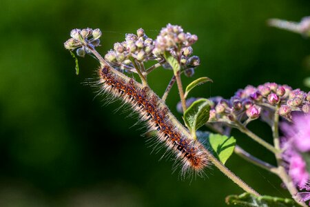 Hairy nature animal photo