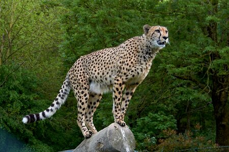 Big cat wild animal speed
