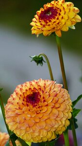 Dahlias yellow orange photo