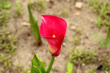 Red plant a garden ornamental plants