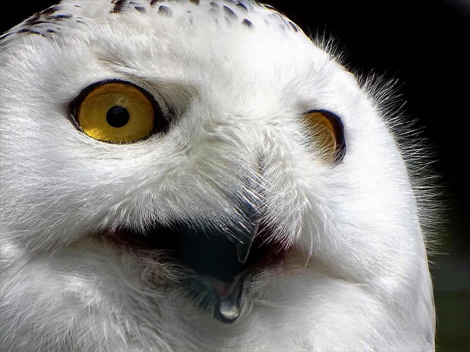 Portrait animal view