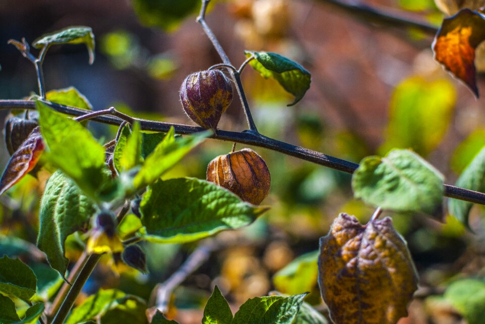 Fruit landscape nature