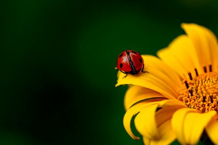 Nature spring sunflower