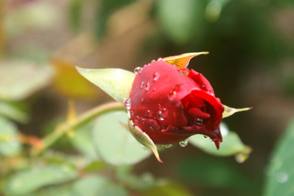Spring floral rose