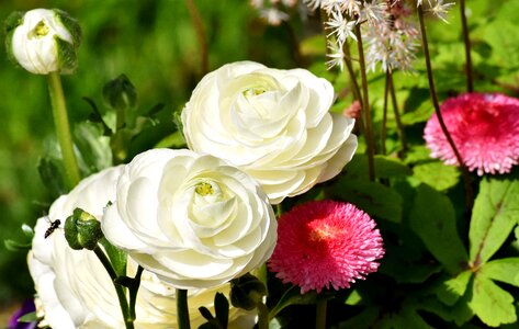 Bloom schnittblume petals