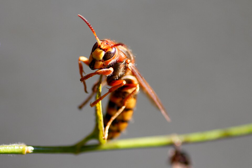 Insect macro close up