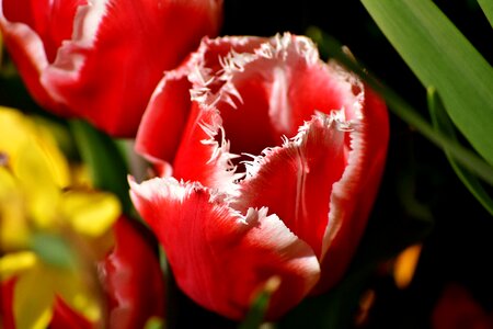 Spring flowers spring tulip field photo