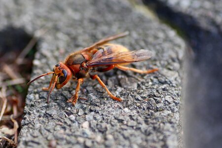 Close up macro wing photo