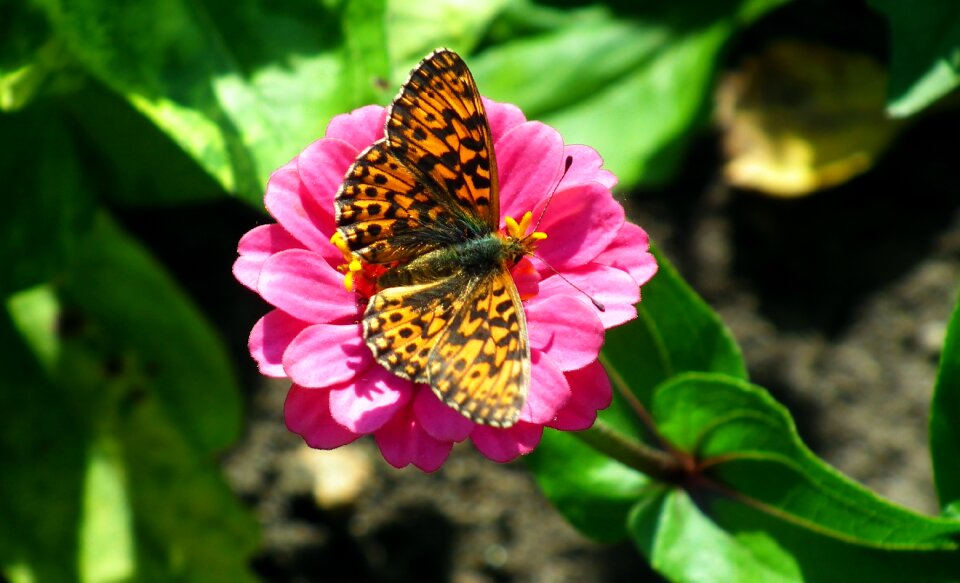Nature macro wings