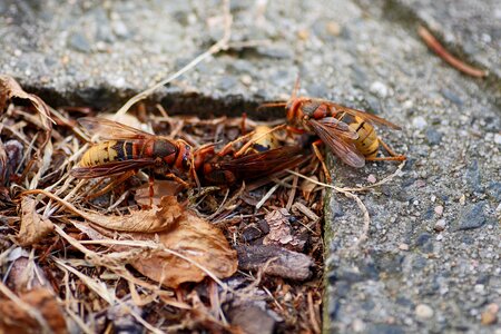 Hornets die close up macro photo