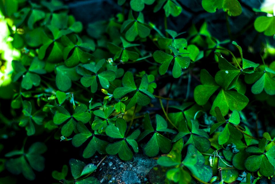 Clover green nature