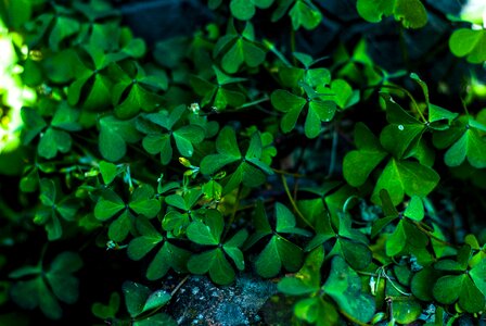 Clover green nature photo