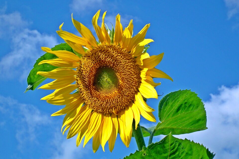 Summer nature sunny
