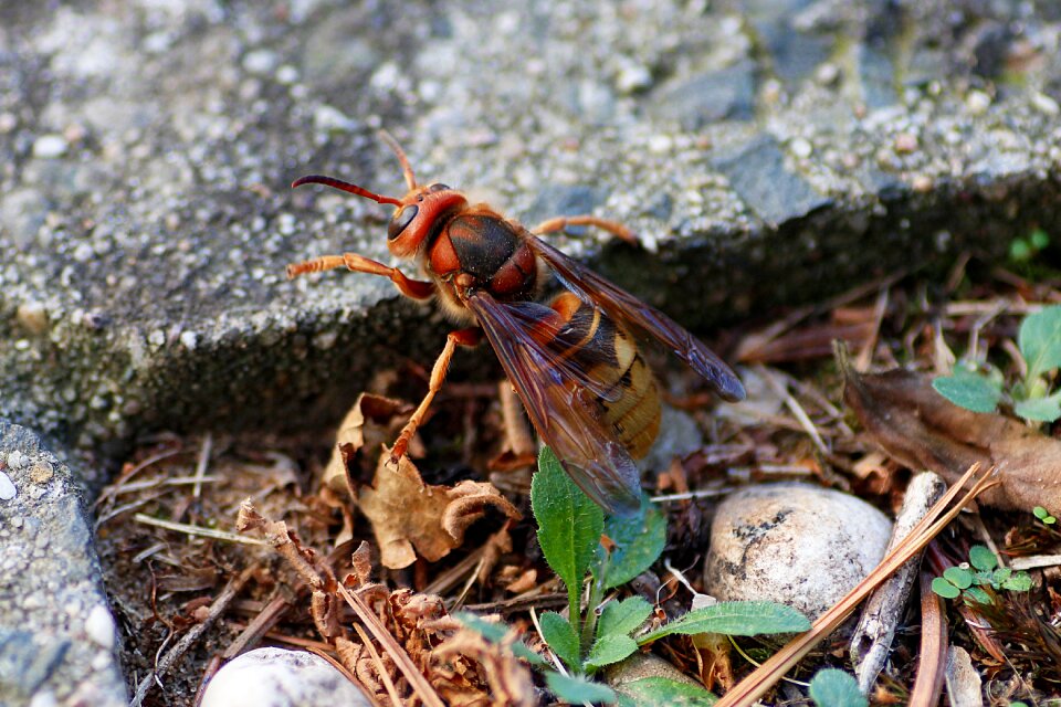 Insect macro close up