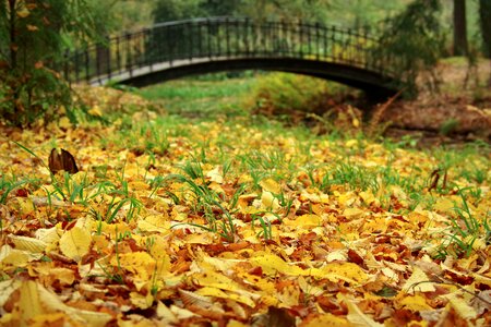 Romantic bridge park forest