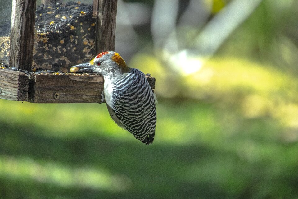 Bird feeder wild bird