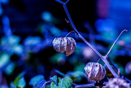 Fruit landscape nature