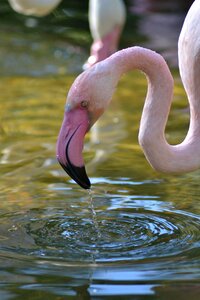Pink bird animal world