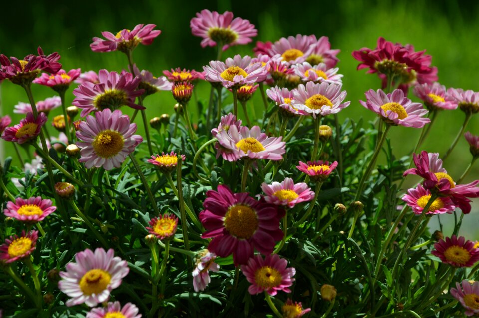 Flowers daisies summer