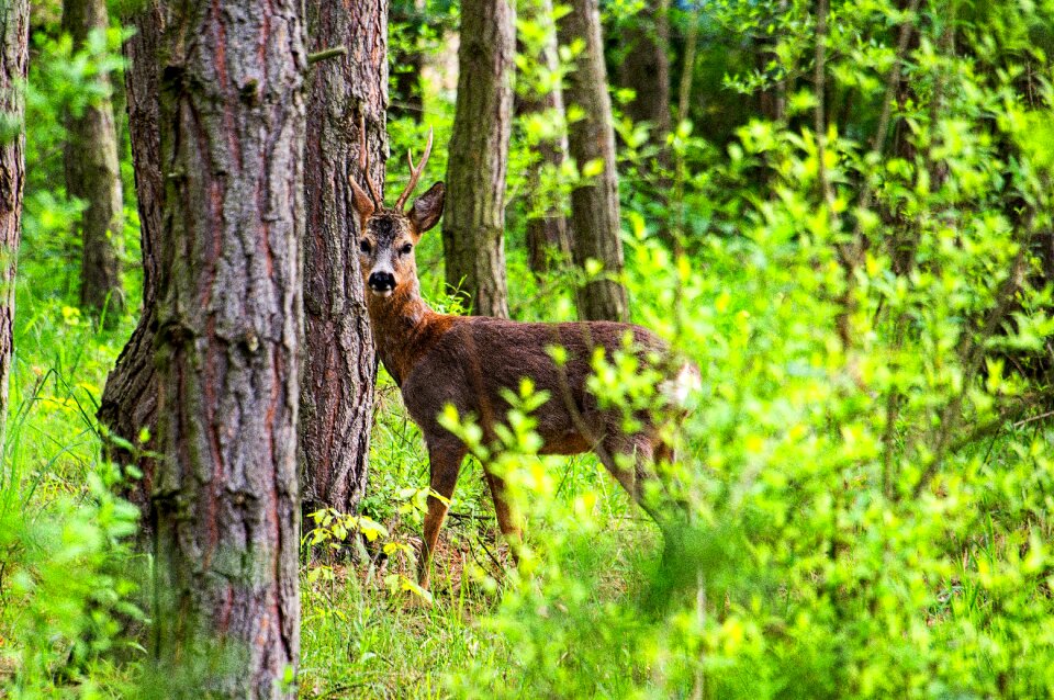 Deer animal nature photo