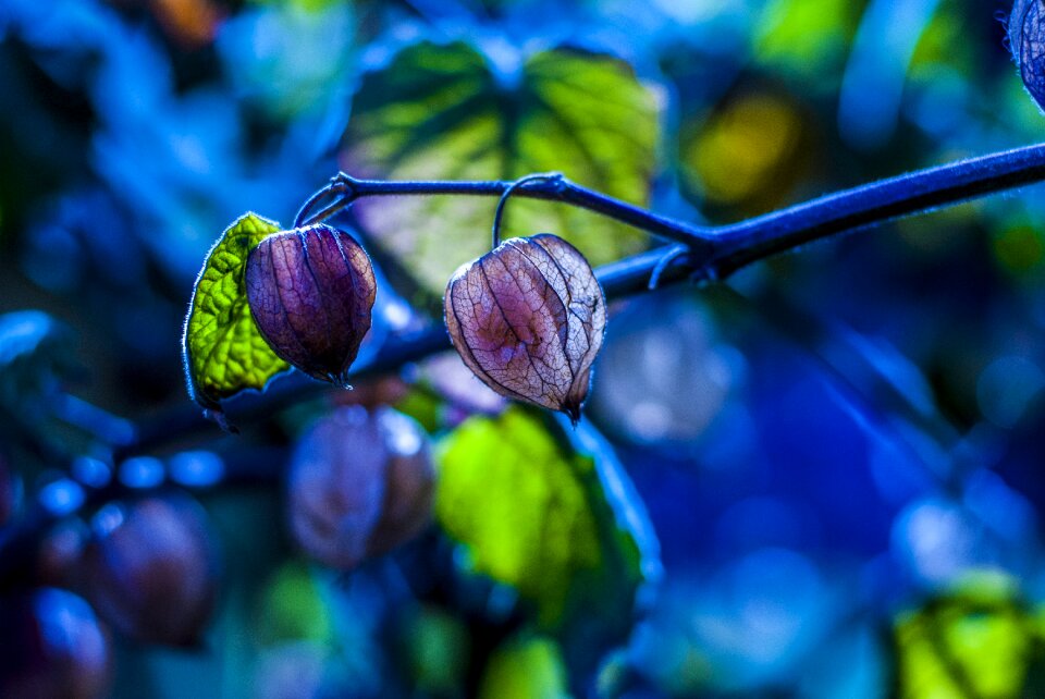 Fruit landscape nature