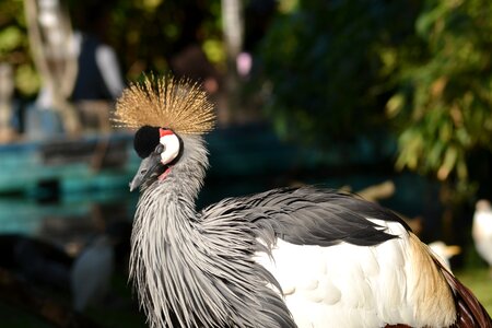 Crane animal world headdress