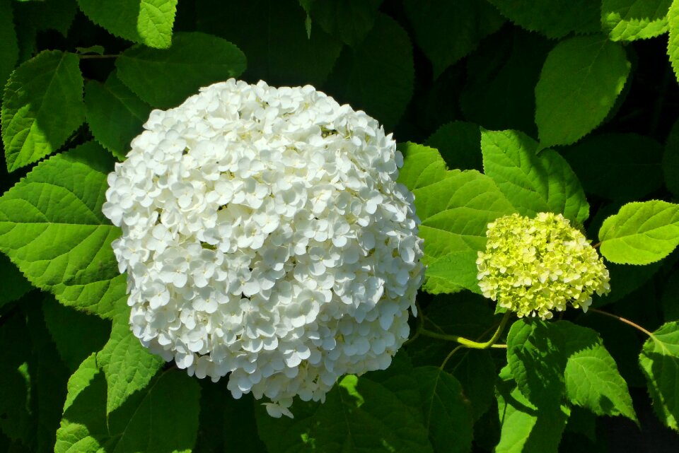 Bloom white flowers