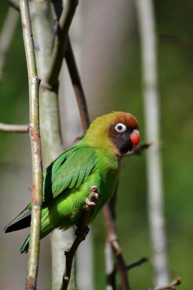 Nature animal plumage