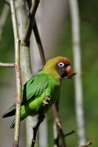 Nature animal plumage