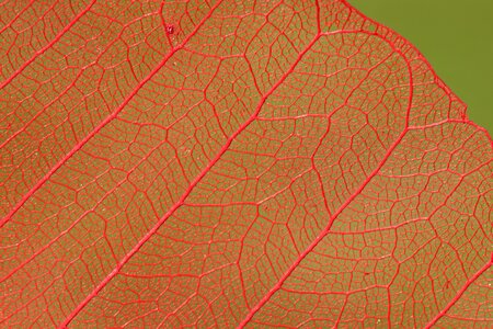 Leaf vein red macro photo