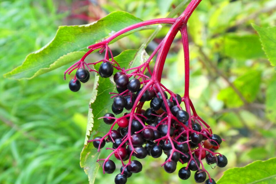 Fruits vegetable nature