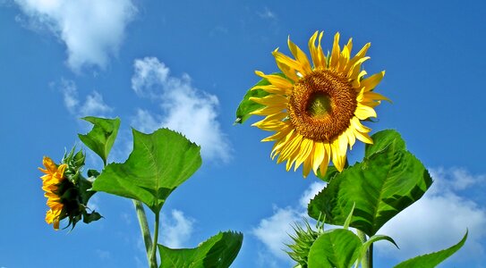 Summer nature the petals